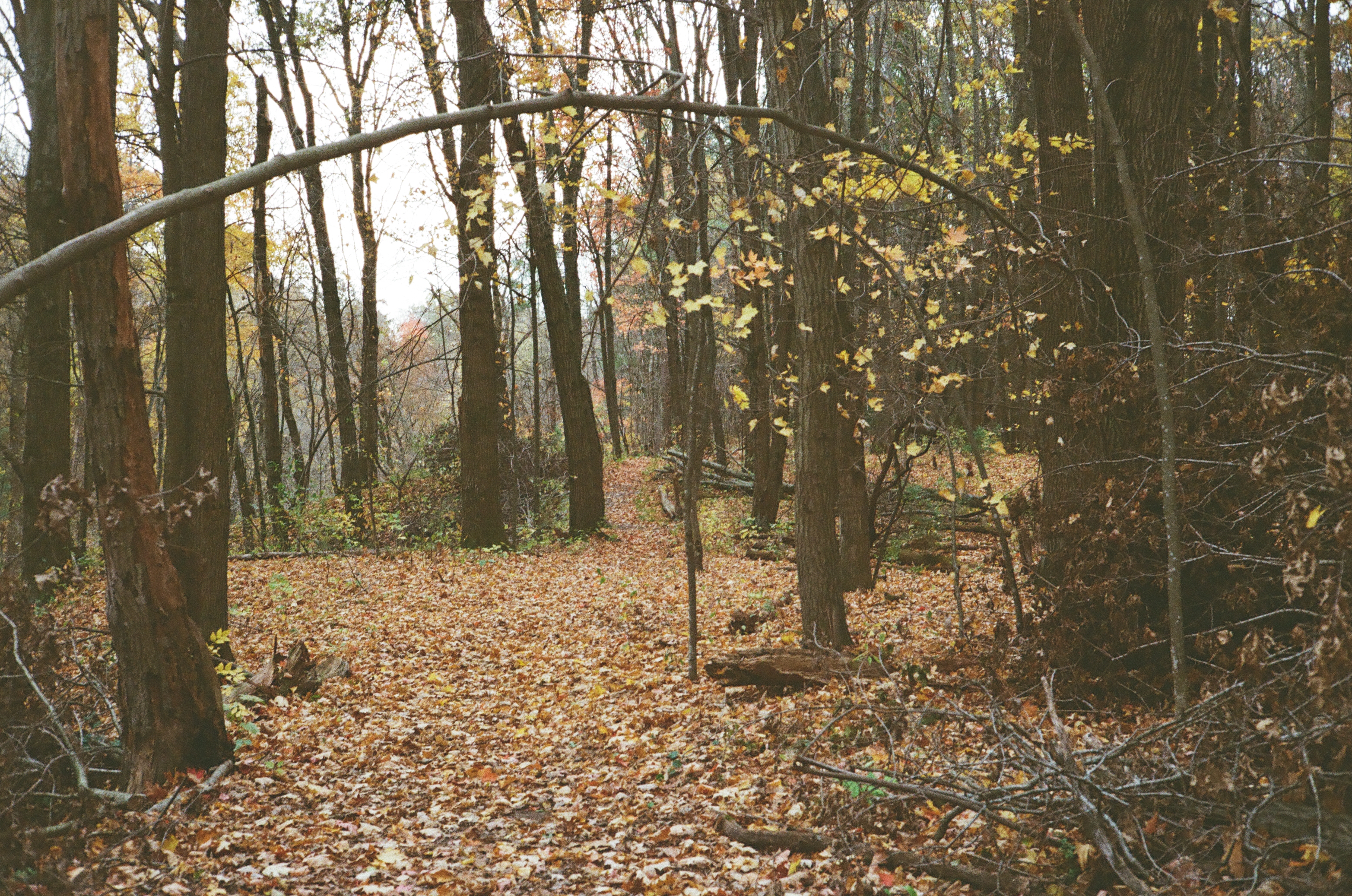 Keil Birch Creek Preserve, Menomonie WI - Trail